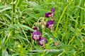Geranium phaeum Geranium phaeum.jpg