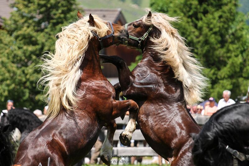 Datei:Hengstauftrieb in Rauris 02.jpg