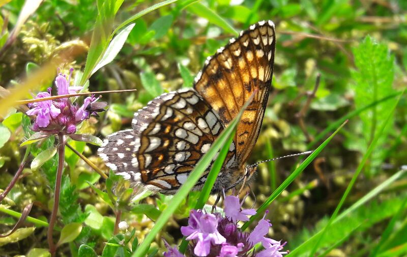 Datei:Lepidoptera Seidlwinkltal 1 (4).jpg