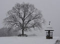 Plainlinde im Winter.jpg