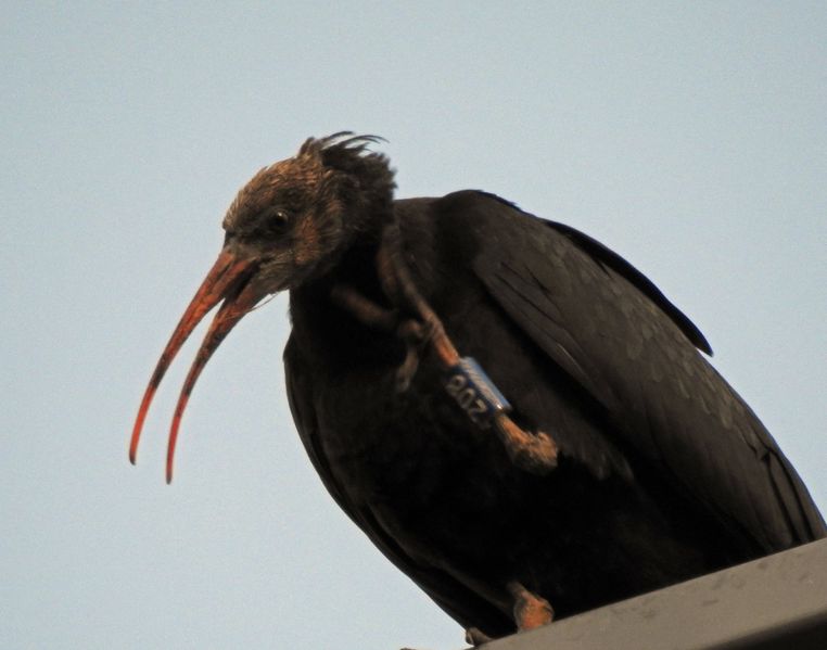 Datei:Waldrapp 3, 21. August 2017.JPG