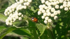 Asiatischer Marienkäfer Buchberg Bischofshofen 20250701 2.jpg
