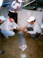 Gruell Peru 09.jpg