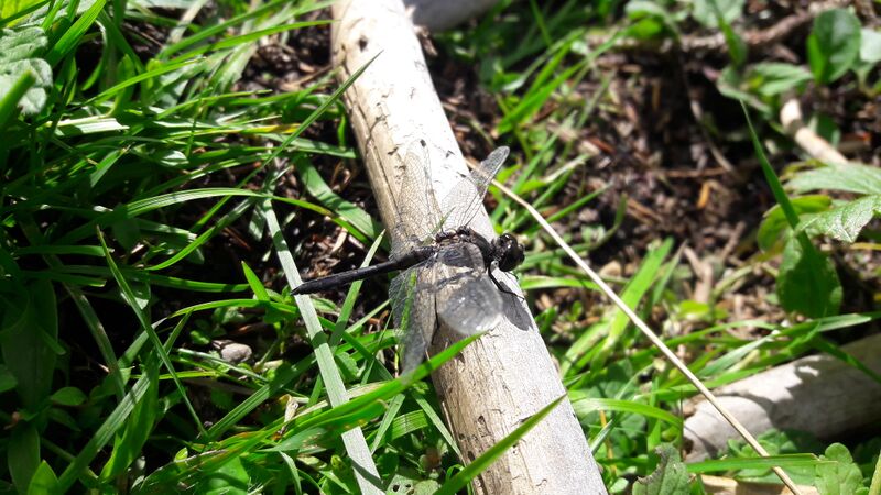 Datei:Schwarze Heidelibelle.01.jpg
