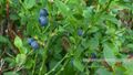 Wenger Moor Heidelbeeren.jpg