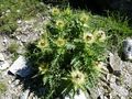 Alpen-Kratzdistel.jpg
