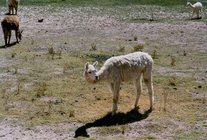 Gruell Peru 07.jpg