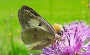 Schmetterling Kaprun 20220904.jpg