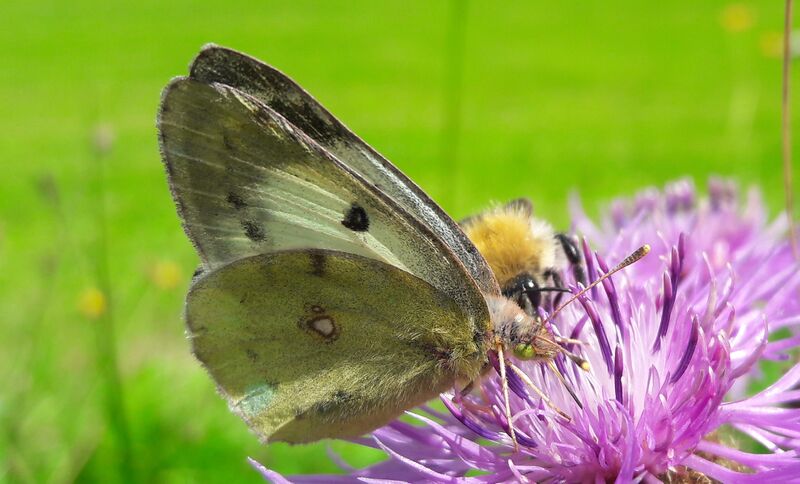 Datei:Schmetterling Kaprun 20220904.jpg