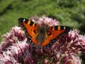 Kleiner Fuchs 03.09.2021 6.JPG