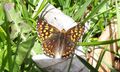 Schmetterling Hinterthal 20210528 2.jpg