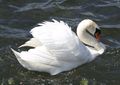 Schwan2.jpg
