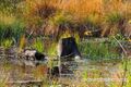 Wenger Moor Herbst 02 2014.jpg