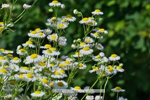 Erigeron Berufkraut 03.jpg