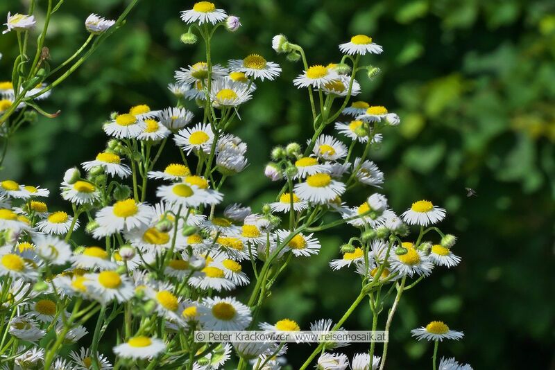 Datei:Erigeron Berufkraut 03.jpg