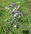 Wollkopf-Kratzdistel.jpg