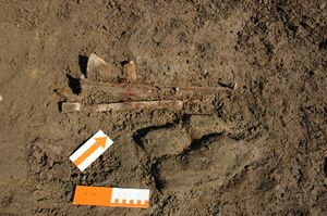 Archäologische Grabungen in Pfongau 2015 01.JPG