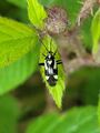 Grypocoris sexguttatus Maria Alm 20240615 Su 1.jpg