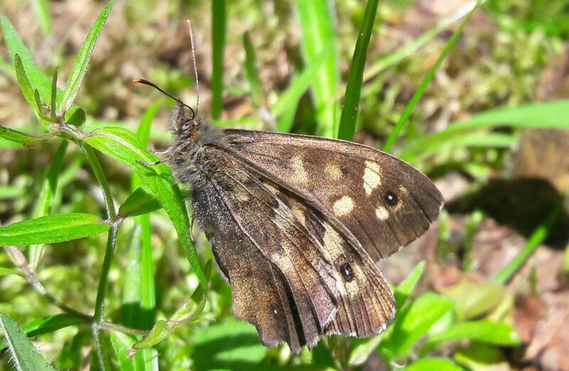 Datei:Lepidoptera Lungau Mariapfarr 1 (1).jpg