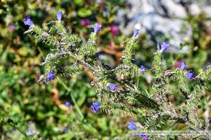 Vegetation im Rauriser Gaisbachtal 03.jpg