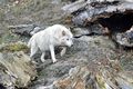 Wolf, Salzburg Zoo 1.jpg