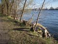 Biberspuren an Bäumen des Donauufers unterhalb der Stadt Linz.jpg