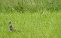 Kiebitz mit Jungvogel.jpg