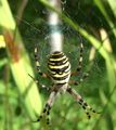 Spinne Garten.JPG