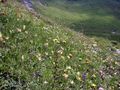 Twenger alm 18289 2003-07-01.jpg