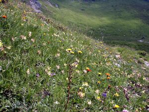 Twenger alm 18289 2003-07-01.jpg