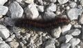 Brombeerspinner-Raupe 20211022 4.jpg