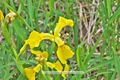 Iris palustris Sumpf-Schwertlilie.jpg