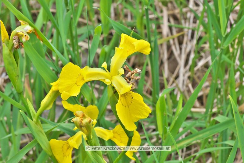 Datei:Iris palustris Sumpf-Schwertlilie.jpg