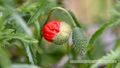 Klatschmohn Blütenknospe.JPG