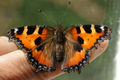 Kleiner Fuchs Schmetterling.jpg