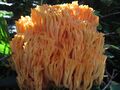 Korallenpilz 04.09.2021 3.JPG
