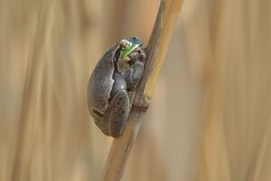Laubfrosch 2.jpg
