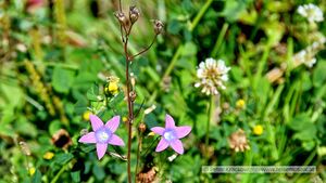 Vegetation im Rauriser Gaisbachtal 05.jpg