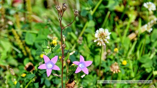 Vegetation im Rauriser Gaisbachtal 05.jpg