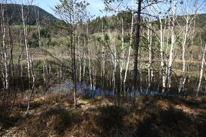 Mandlinger moor 69805 2018-04-18.jpg