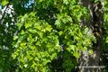 2023 09 24 Tulpenbaum Mittelschule Neumarkt am Wallersee 2.jpg