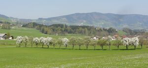 Leithen Thalgau Birnbäume.jpg