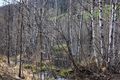 Mandlinger moor 69819 2018-04-18.jpg