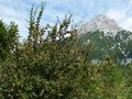 Berberitze 2, Steinalm.jpg