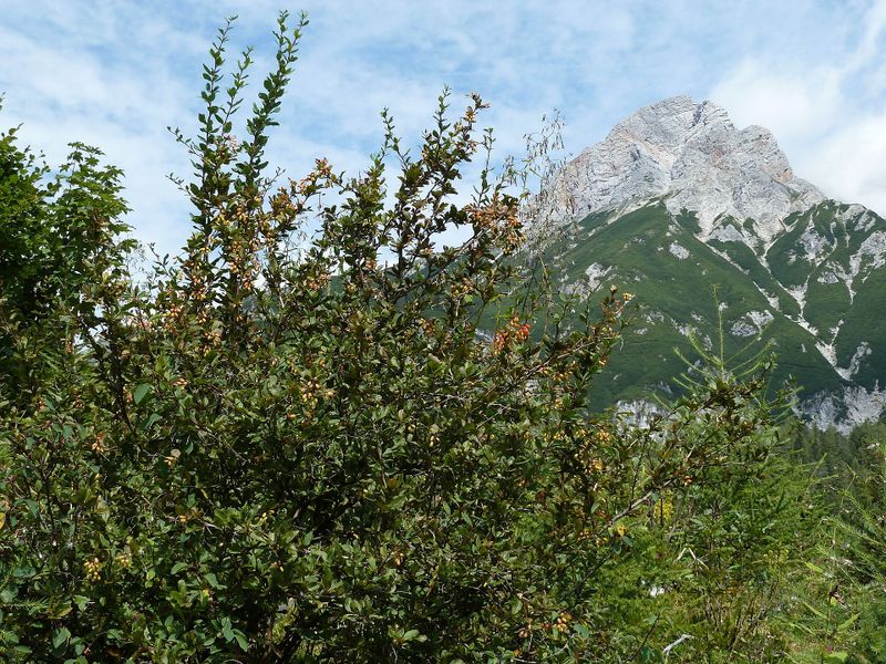 Datei:Berberitze 2, Steinalm.jpg