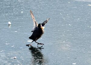 Blässhuhn mit Beute auf dem Zeller See.jpg