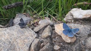Bläuling Käfertal 27052022 (32).jpg