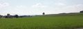 Gschirrnlinde in der Landschaft, Nordansicht.jpg
