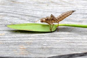 Libellen-Larvenhaut.jpg