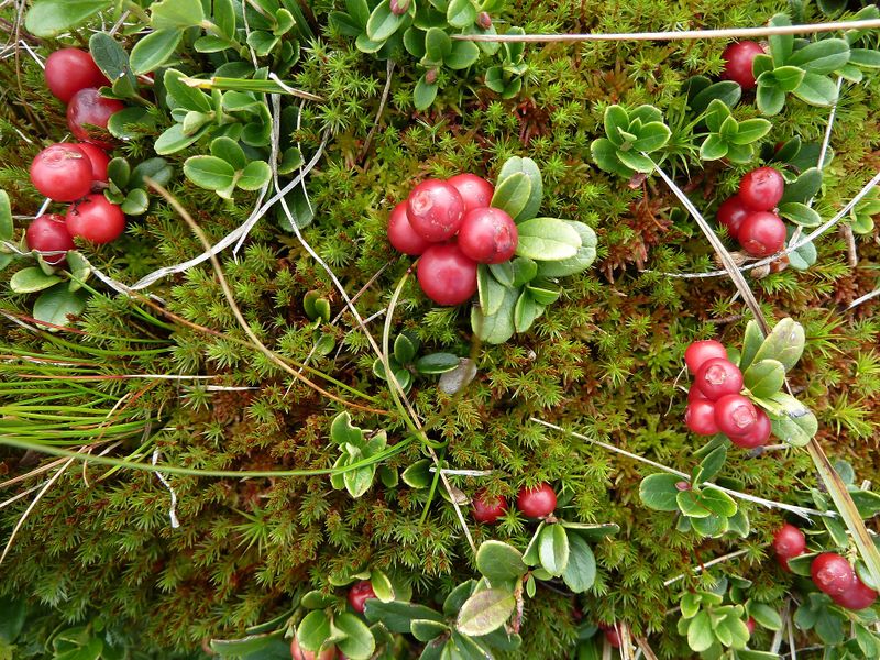 Datei:Preiselbeeren 4.jpg